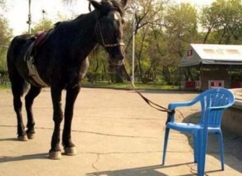horse chair